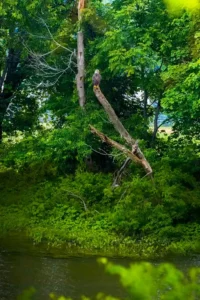 nature dp for whatsapp1