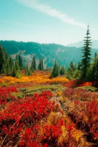 nature dp for whatsapp2