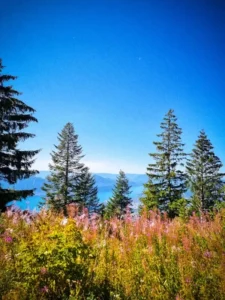 nature dp for whatsapp3