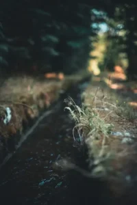 nature dp for whatsapp4