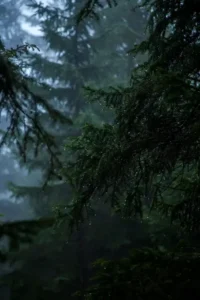 rain beautiful nature dp for whatsapp1