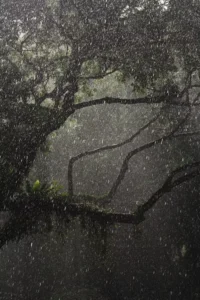 rain beautiful nature dp for whatsapp2