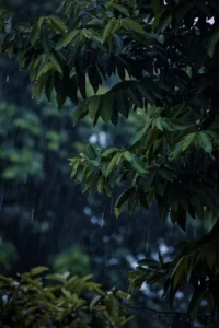 rain beautiful nature dp for whatsapp3